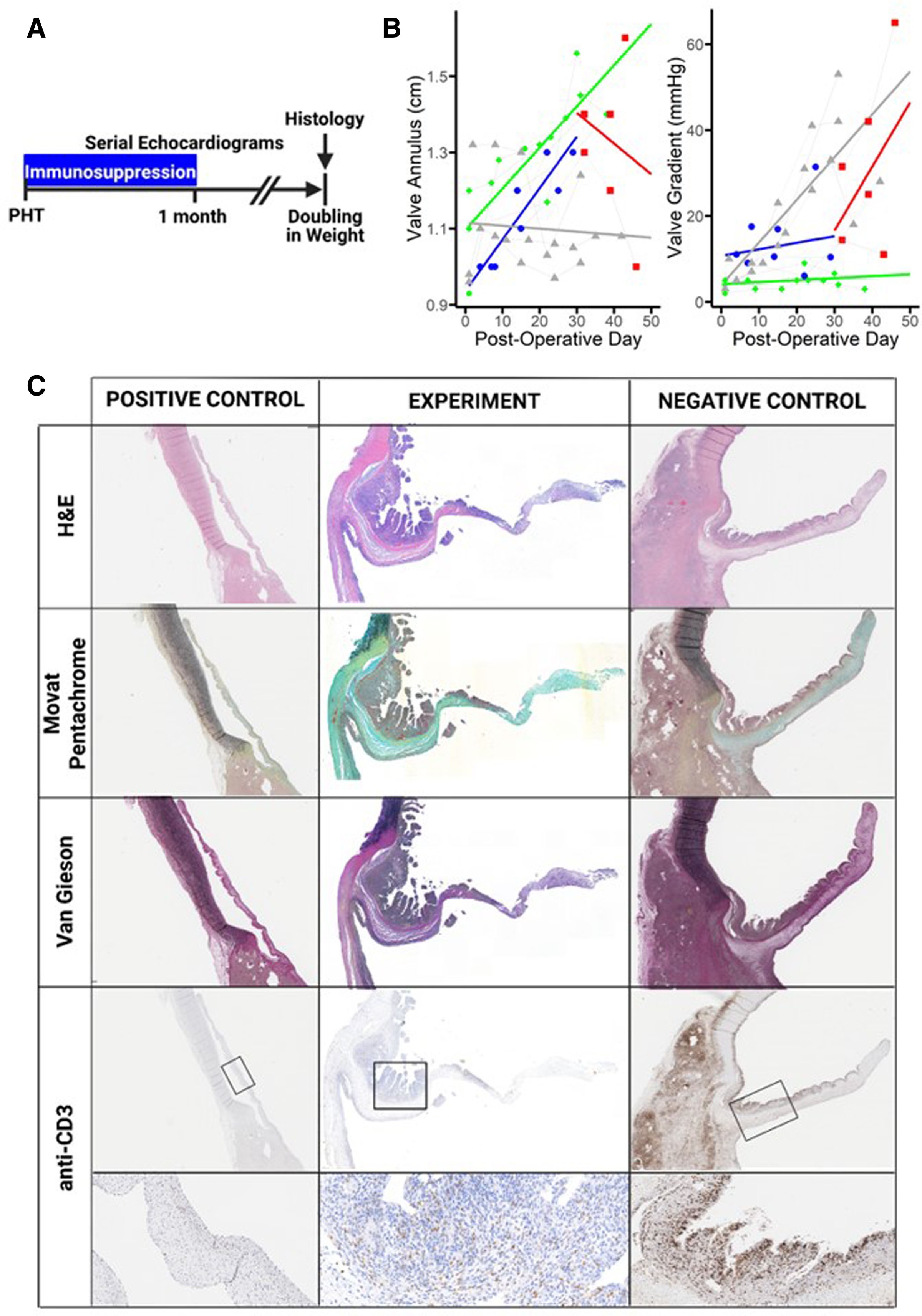 Partial Heart Transplants Require Immunosuppression in Growing Piglets